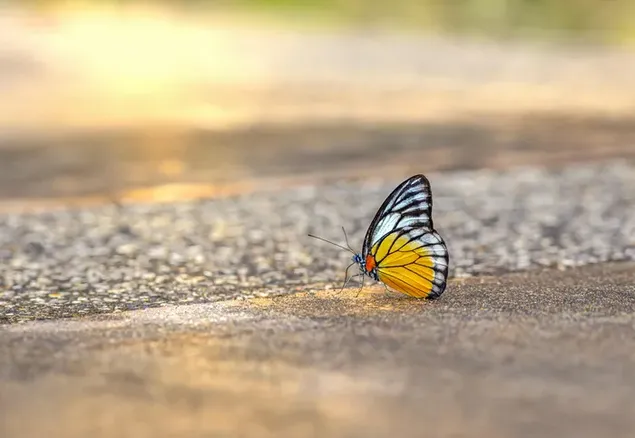 美しい白と黄色の蝶のマクロ撮影