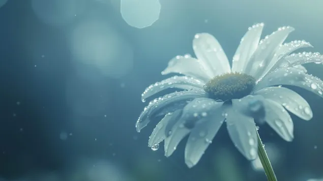 Hình nền Đẹp Hoa Cúc Trắng, Hoa Mùa Xuân 8K