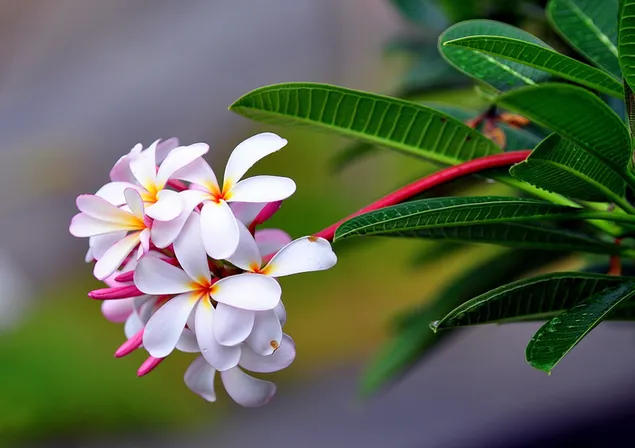 Schöne weiße Blüten 2K Hintergrundbild