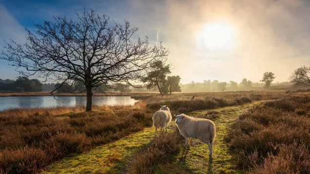 Beautiful wiew and sheep - nature 4K wallpaper