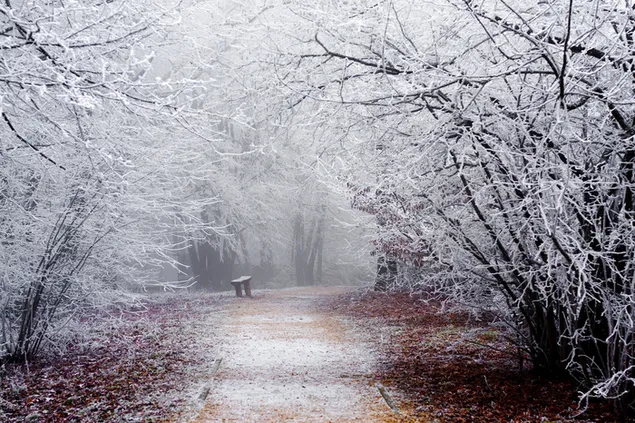 Beautiful Winter Path View