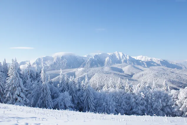 Hermoso paisaje blanco de invierno 4K fondo de pantalla