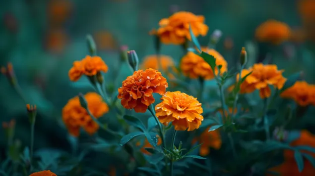 prekrasan cvijet zutog nevena preuzmi