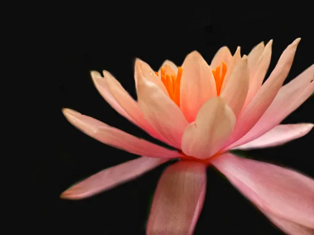 Schéinheet vun der Natur 2K Tapeten