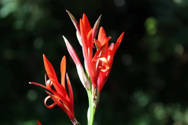 Beauty within heliconia flowers
