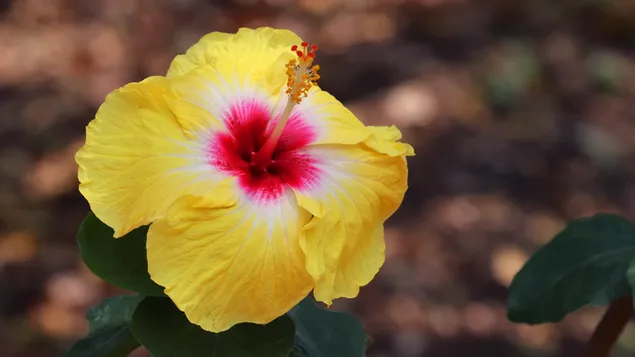 La bellezza indossava un abito giallo HD sfondo