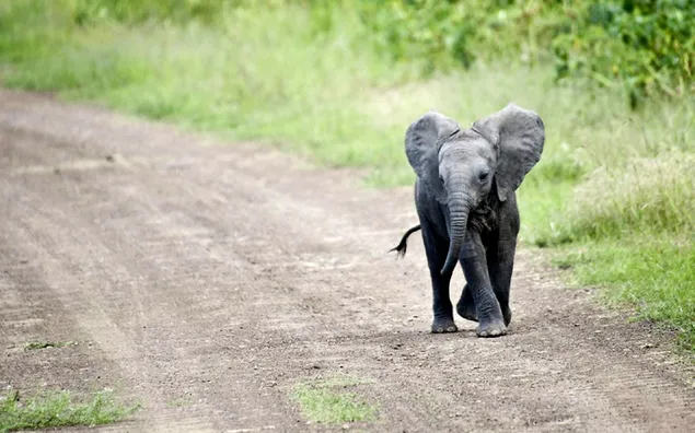 Bebé elefante caminando solo en camino de tierra por hierba