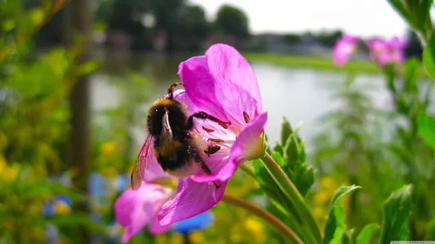 Biene sammelt Nektar 4K Hintergrundbild