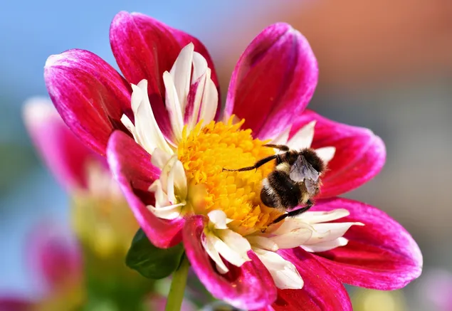 Biene in einer rosa und weißen Zinnia-Blume 4K Hintergrundbild