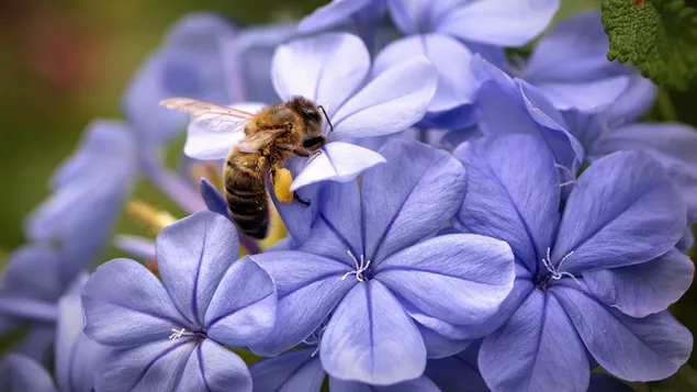 Biene auf den lila Blüten 2K Hintergrundbild