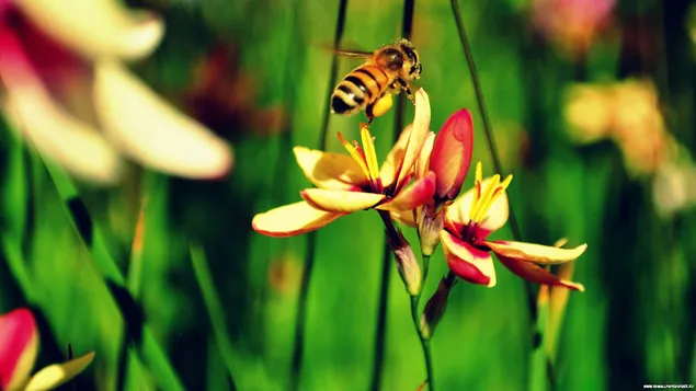 Преземете Пчела