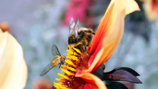 Lebah mengumpulkan madu unduhan