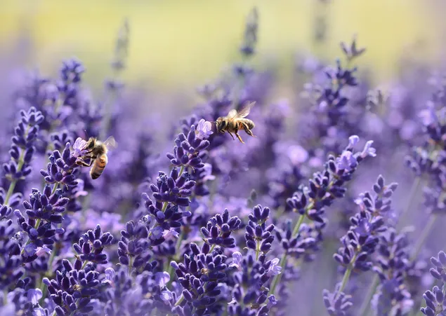 Bier svæver i en mark med lanvenderblomster 2K tapet