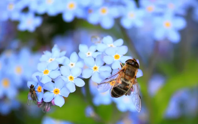 Bees pollinating Forget me not light blue flower