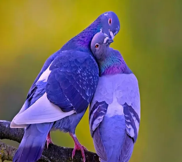 背景をぼかした写真の前で 2 つの紫色の羽を持つハトの愛のキス ダウンロード