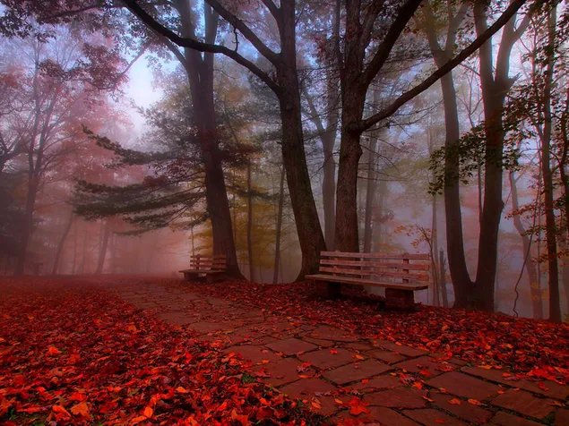 秋の森のベンチ
