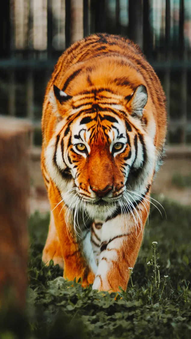 Bengaalse tijger download