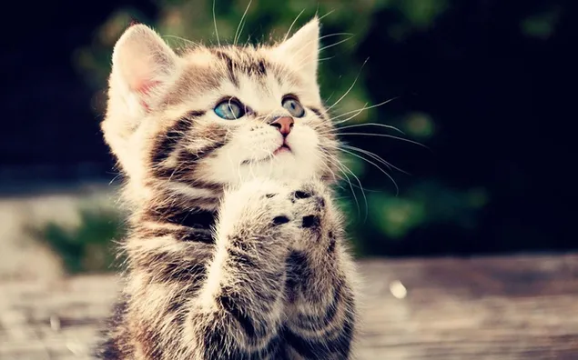 Berdoa kucing kucing abu-abu yang manis unduhan