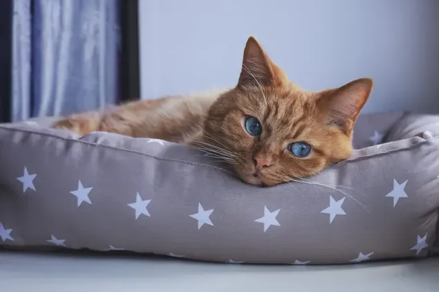 ベッドに横たわっている青い目の黄色い猫のかわいいバージョン ダウンロード
