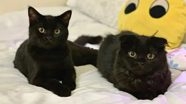 ベッドにいる2匹の黒猫
