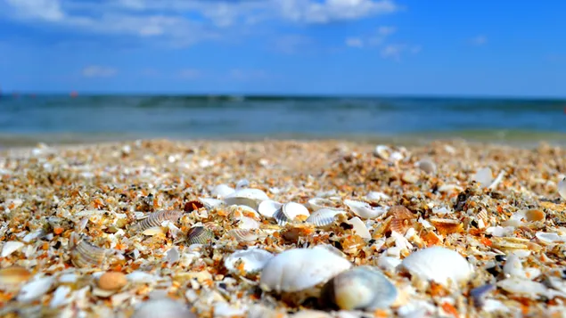 ビーチの貝殻