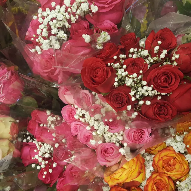 ורדים צבעוניים גדולים 2K טפט