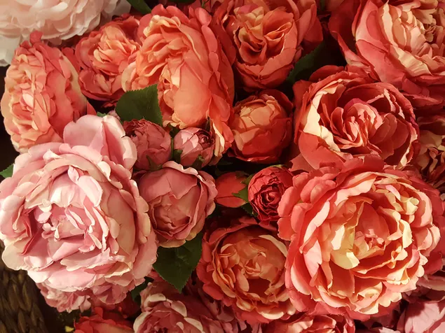 big pink roses