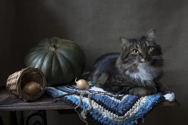 Big pumpkin on wooden table, wicker basket and cute cat on small carpet