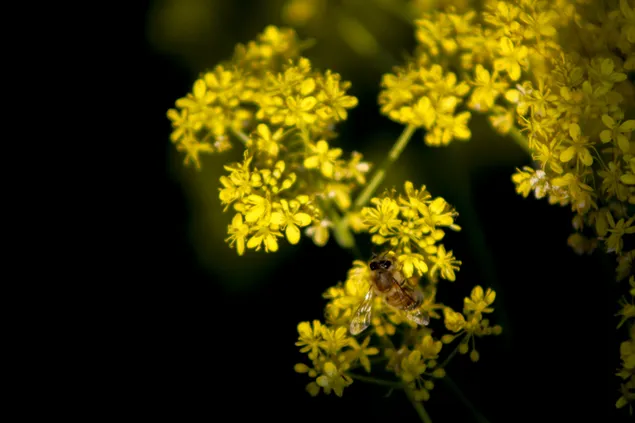 Bij en gele bloemen