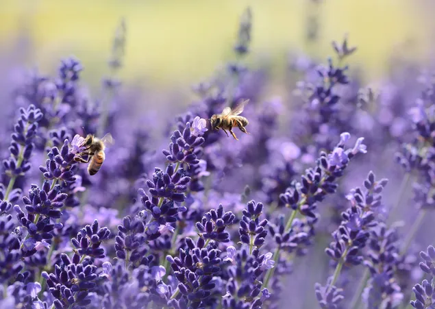 Bijen zweven in een veld met Lanvender-bloemen