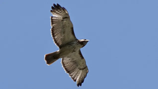 uccello rapace.. falco scarica