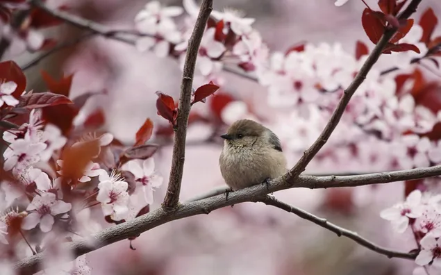 Bird on Cherry Tree Branch