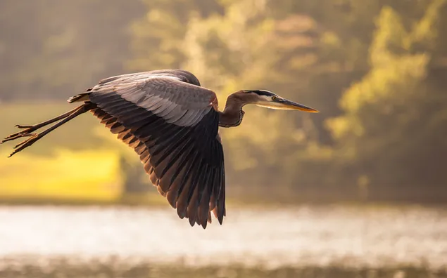 Vogel fotografiert mit Bäumen Wald und Fluss im verschwommenen Hintergrund 2K Hintergrundbild