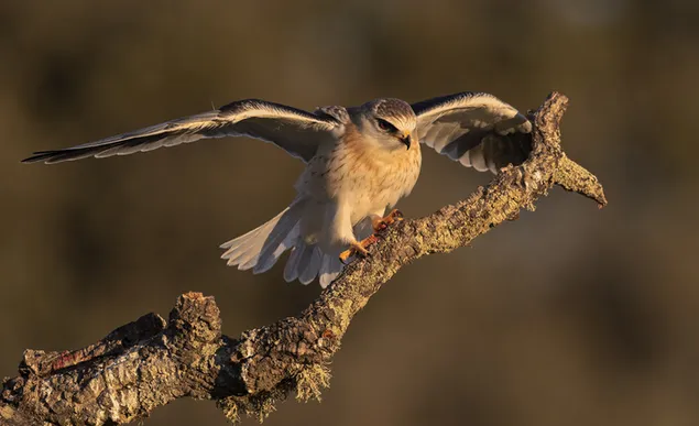 Vogel spreidt zijn vleugels op een boomtak 2K achtergrond