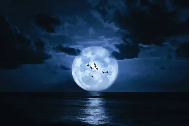 Pájaros en la oscuridad de la noche a la luz de la luna llena y la luz de la luna reflejada en el mar