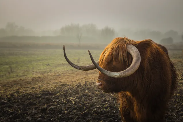 Banteng 4K wallpaper