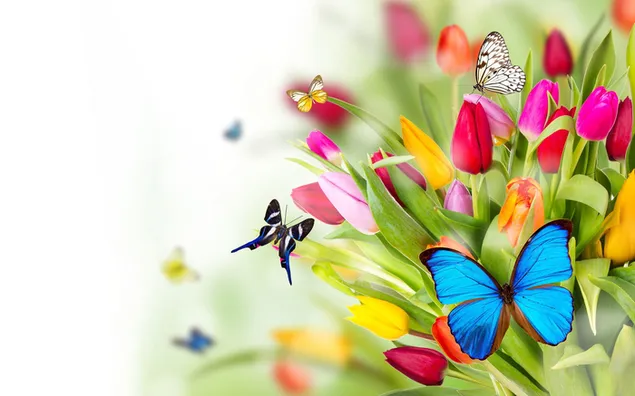 Schwarze und blaue Schmetterlinge auf bunten Tulpen