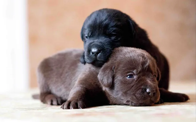 Chó con Labrador Retriever màu đen và nâu tải xuống