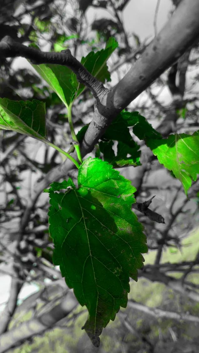 Hitam dan hijau, pokok HD kertas dinding