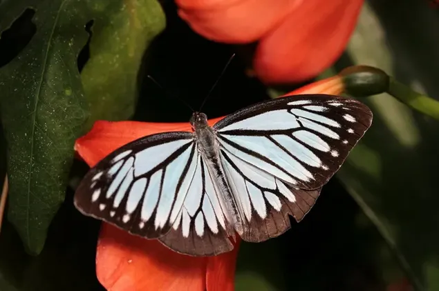 黒と白の蝶