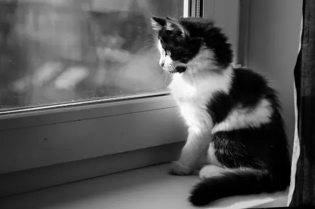 Gatito de gato blanco y negro mirando por la ventana reflejada en el cristal