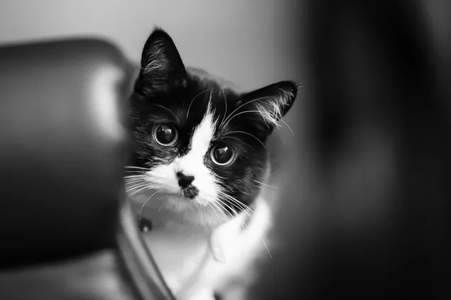 Retrato de gato blanco y negro 4K fondo de pantalla