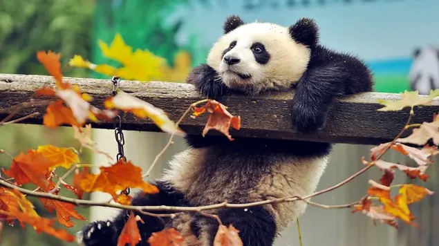 Schwarz-weißer süßer Panda, der ein Holzbrett zwischen trockenen Herbstblättern hält 4K Hintergrundbild