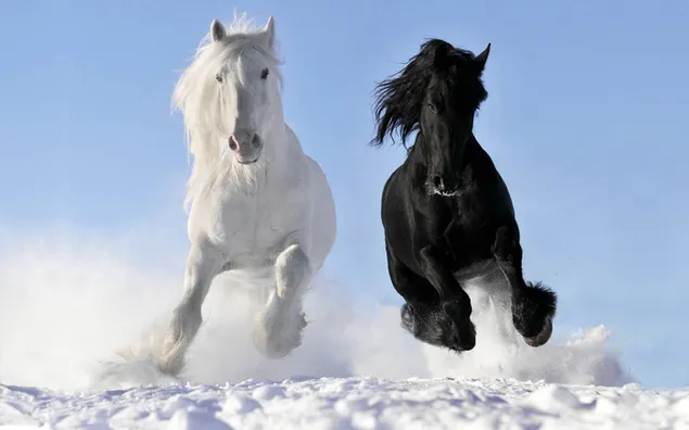 Cavalls blancs i negres corrent a la neu baixada