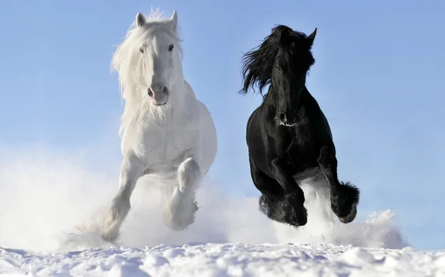 Schwarze und weiße Pferde, die bei klarem, schönem Wetter auf Schnee laufen herunterladen