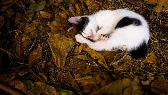 Gatito blanco y negro dormido en hojas secas
