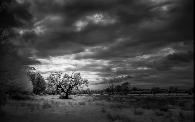 נוף שחור ולבן 4K טפט
