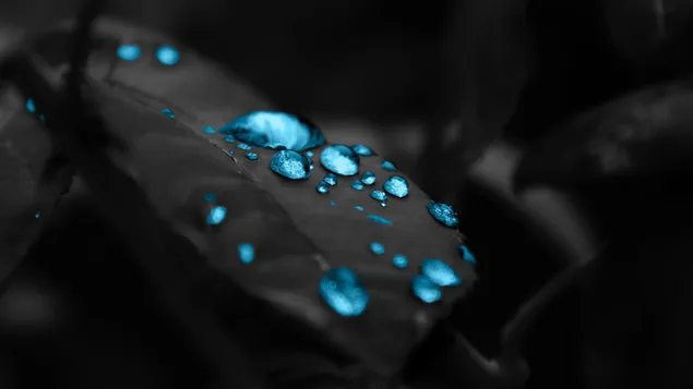 Schwarz-Weiß-Blatt mit blauem Regenkorn herunterladen