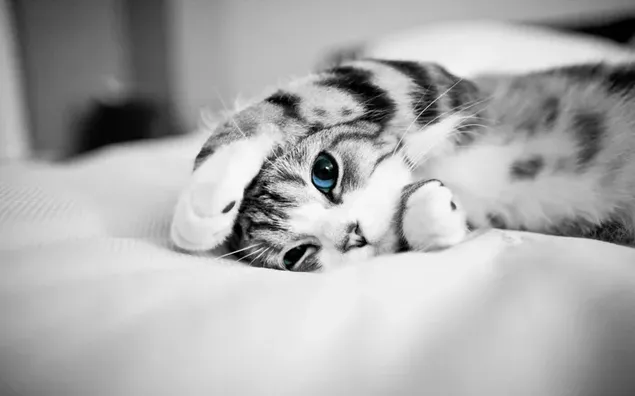 Fotografía en blanco y negro de un gatito con ojos azules.