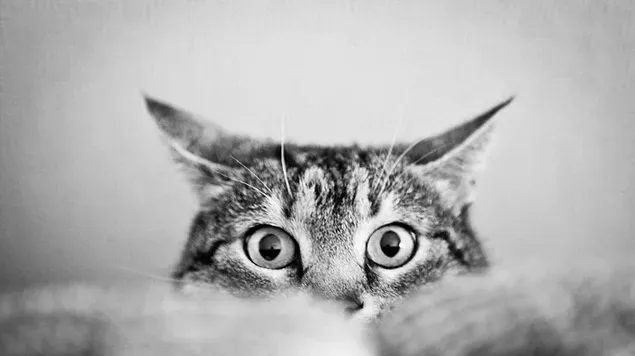 Zwart-wit foto van een verbaasd uitziende gestreepte kat